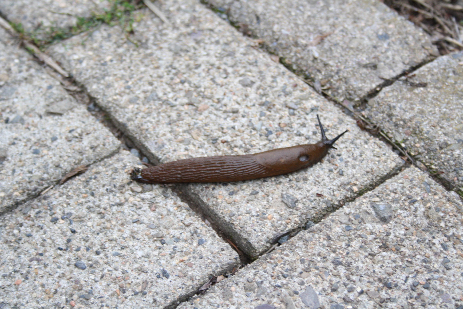 Traumurlaub in Bad Sachs Bild 2 - Nacktschnecke auf Reisen