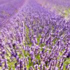 Traumwelt Lavendelfeld