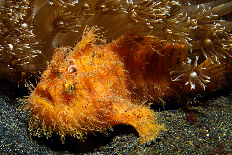 Traumwelten 10: hairy frogfish