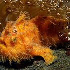 Traumwelten 10: hairy frogfish