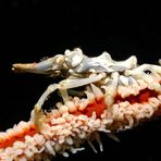 Traumwelten 20: Kommensal-Spinnenkrabbe auf Korkenzieher-Koralle
