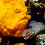 Traumwelten 5: Frogfish mit Muräne