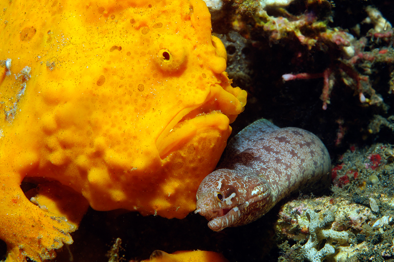 Traumwelten 5: Frogfish mit Muräne