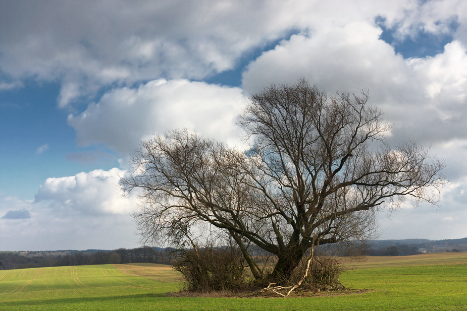 Traumwetter