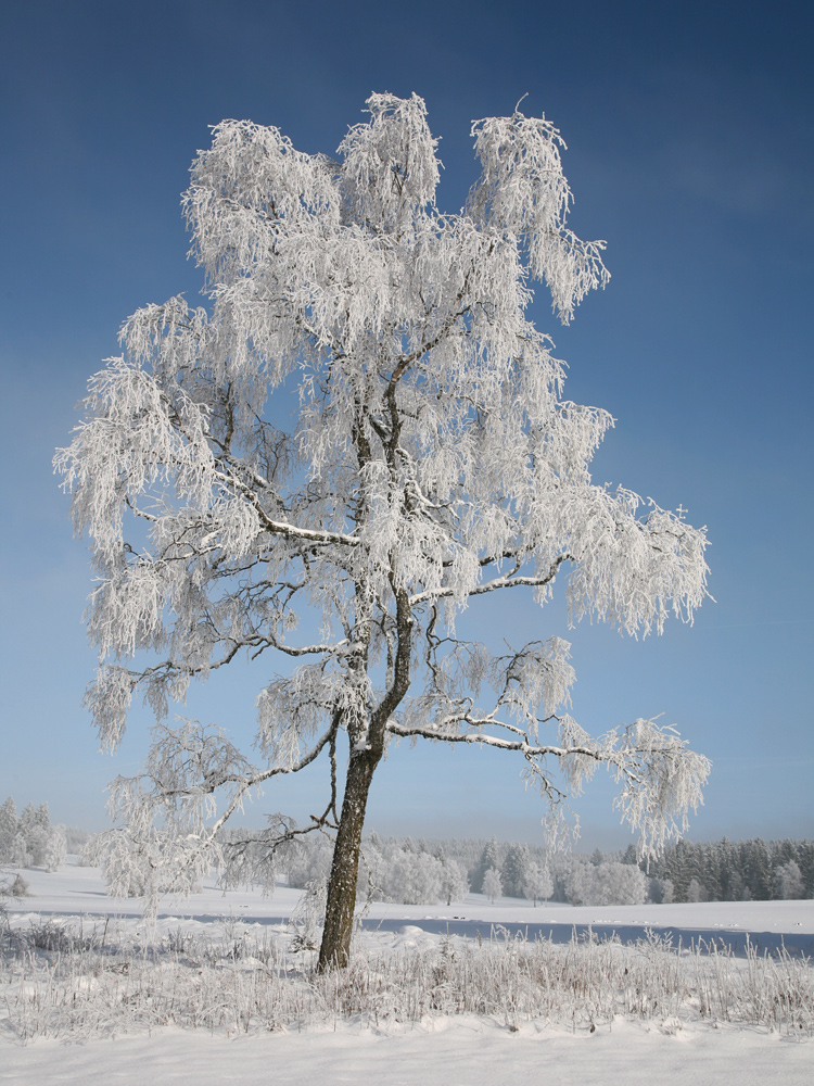 Traumwetter