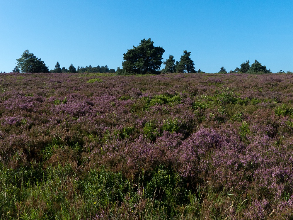 Traumwetter auf der Hochheide