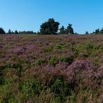 Traumwetter auf der Hochheide