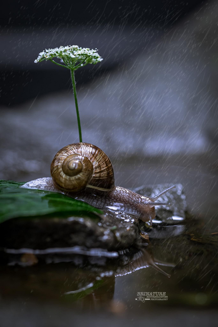 Traumwetter für die Schnecke 