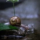 Traumwetter für die Schnecke 