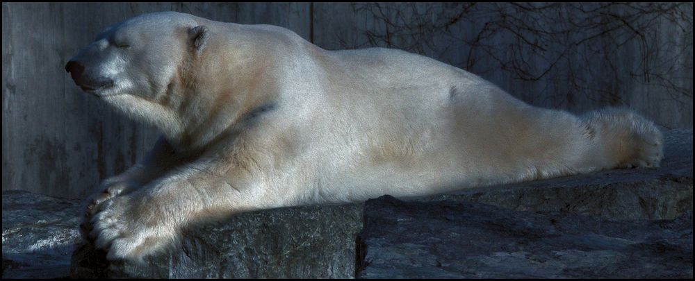 TRAUMWETTER FÜR EISBÄREN