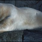 TRAUMWETTER FÜR EISBÄREN