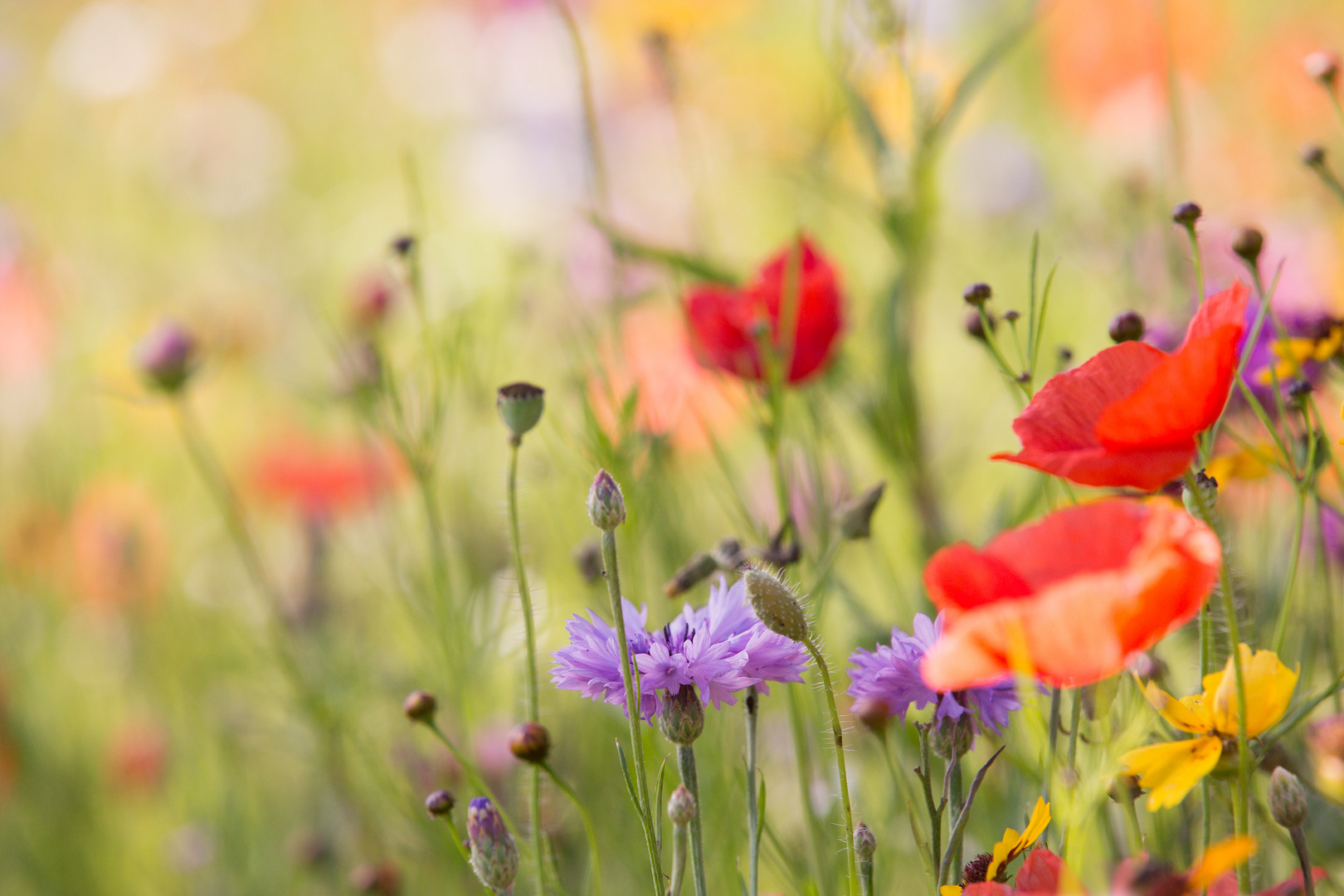 Traumwiese Foto & Bild | nature, kornblumen, sommer Bilder auf