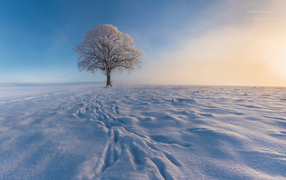 Traumwinterbaum