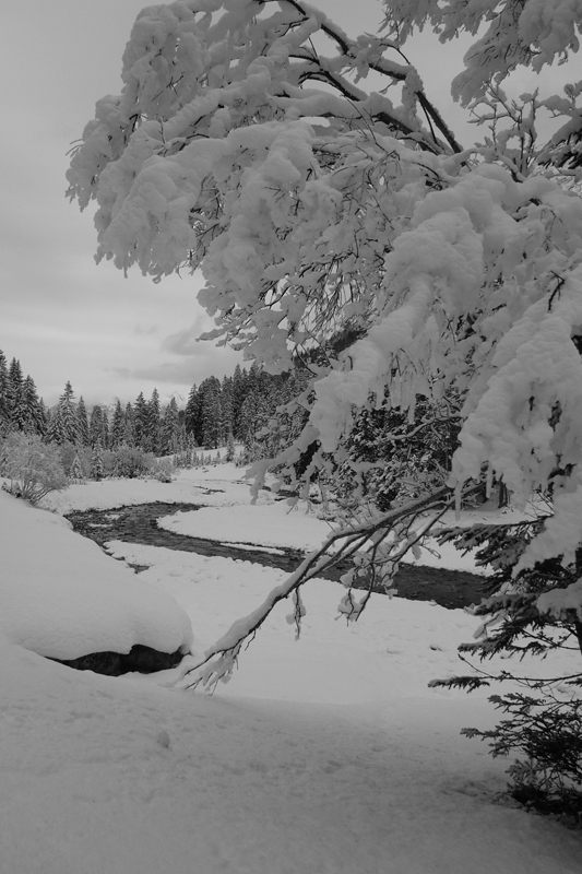 TraumZauberBaum