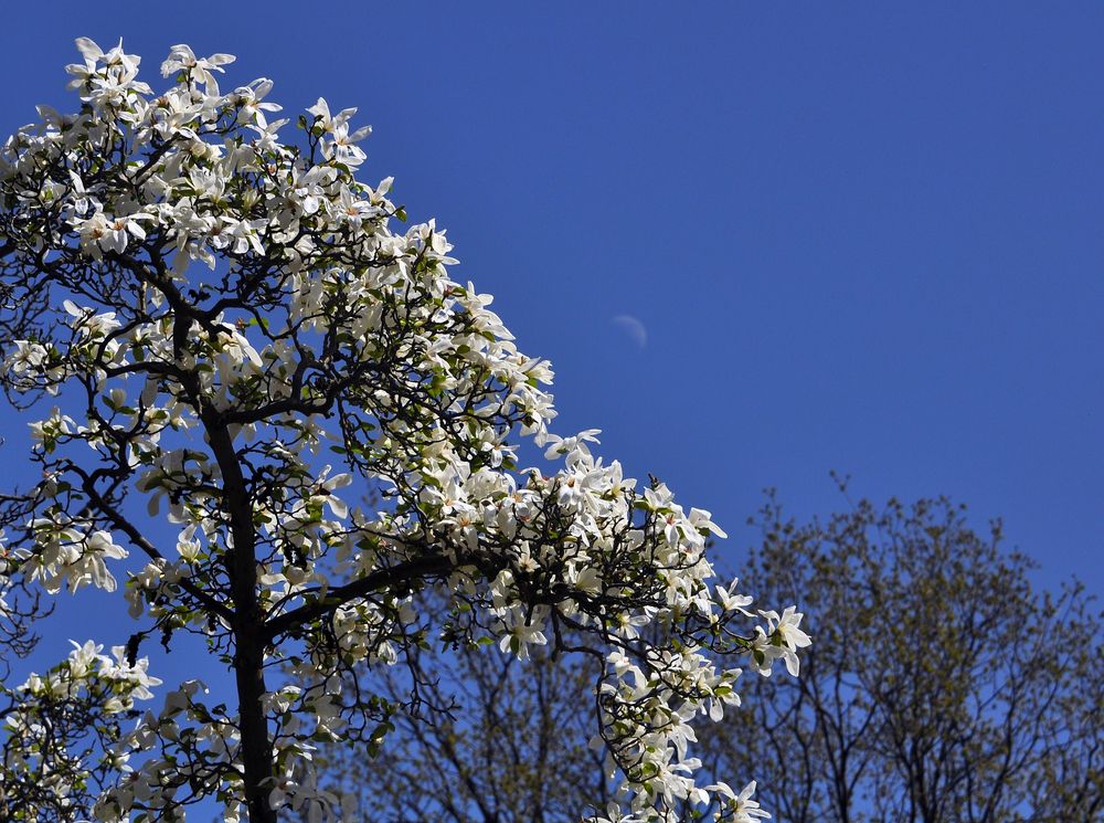 Traumzauberbaum