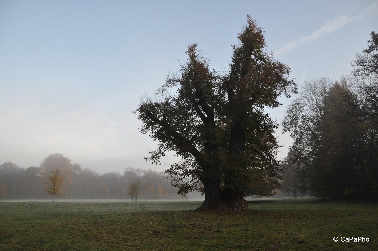 Traumzauberbaum