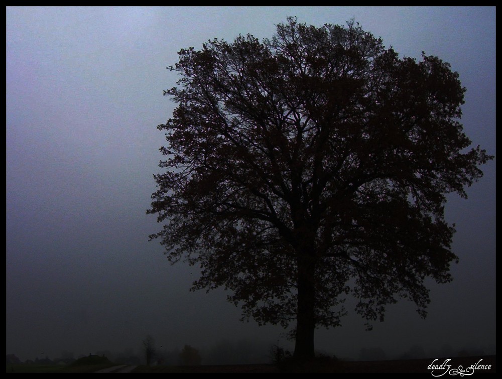 Traumzauberbaum