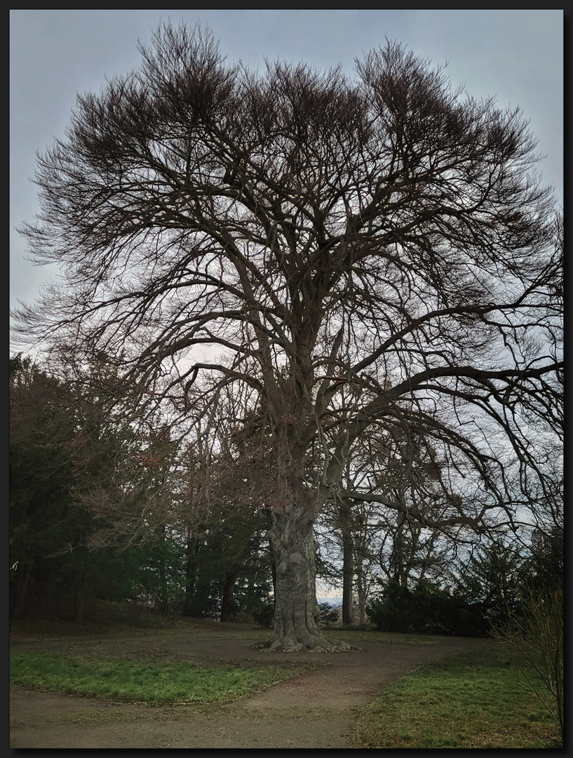 ...TraumZauberBaum...