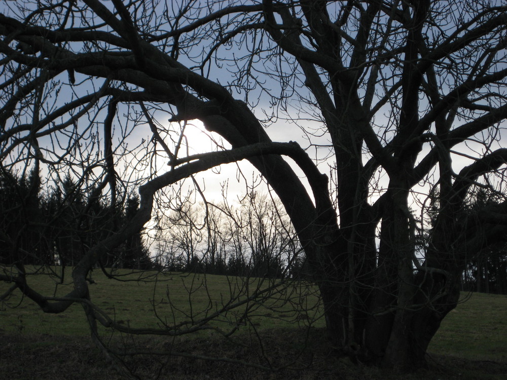 Traumzauberbaum