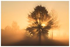 Traumzauberbaum