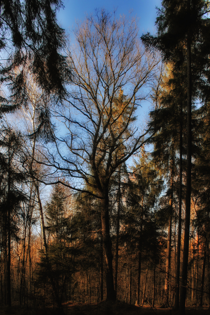 Traumzauberbaum