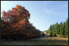 ...TraumZauberBaum...