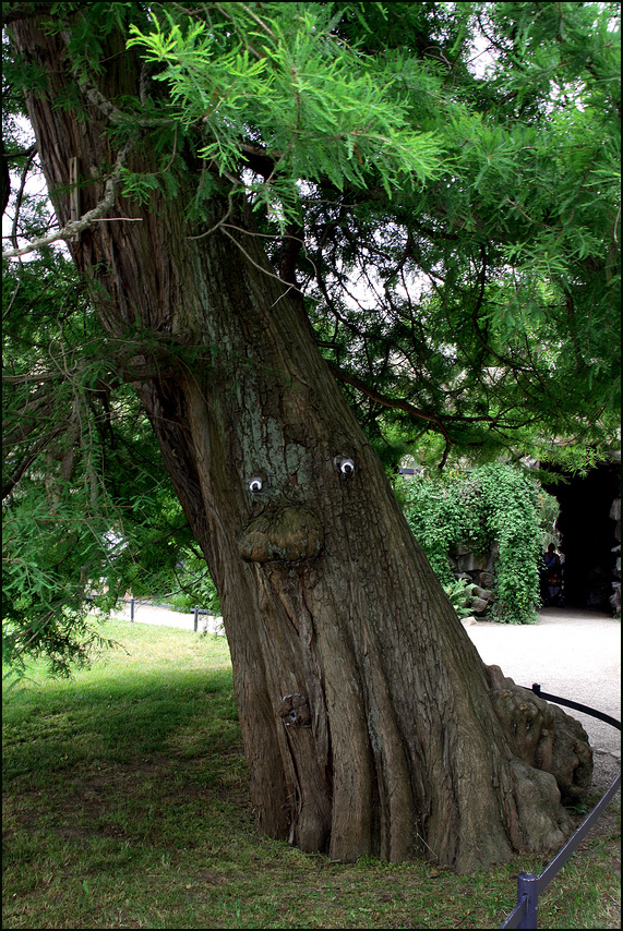 Traumzauberbaum