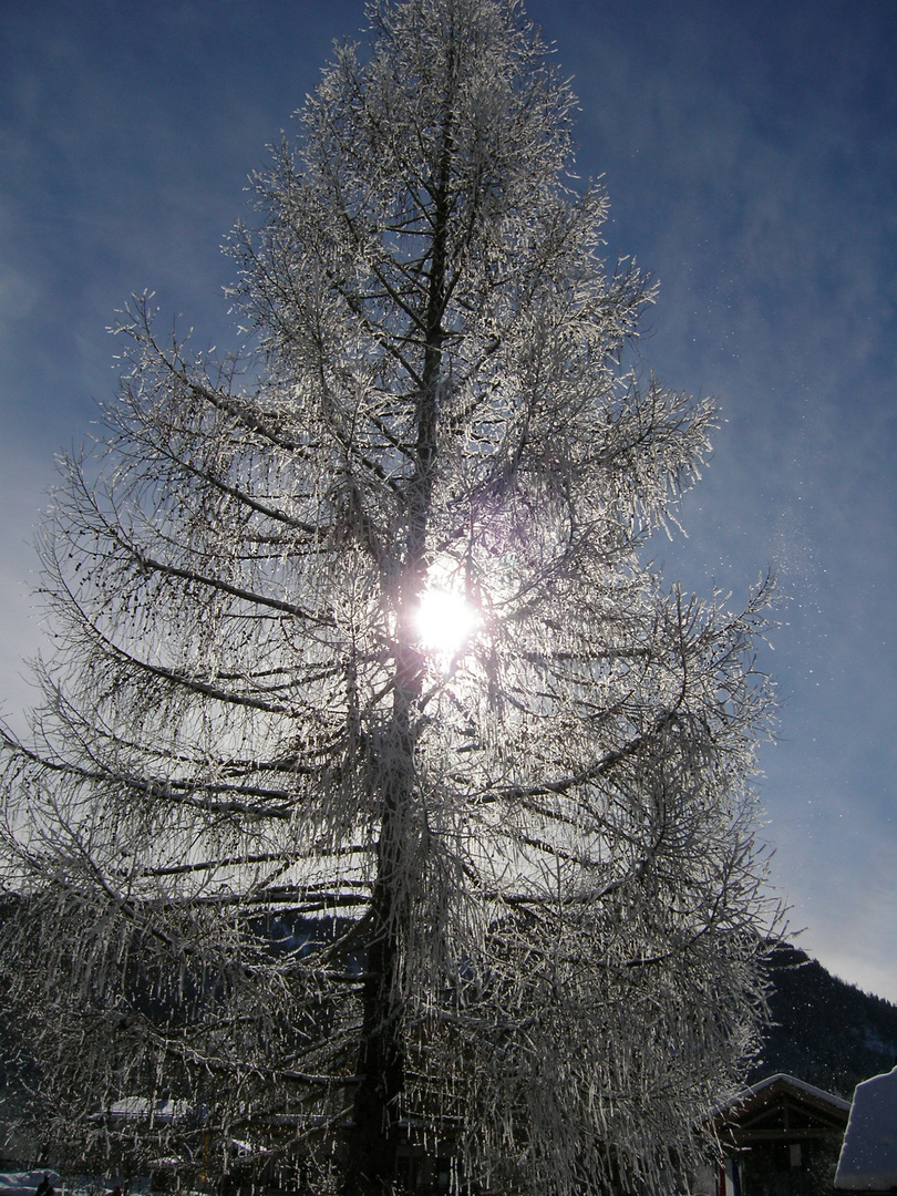 Traumzauberbaum