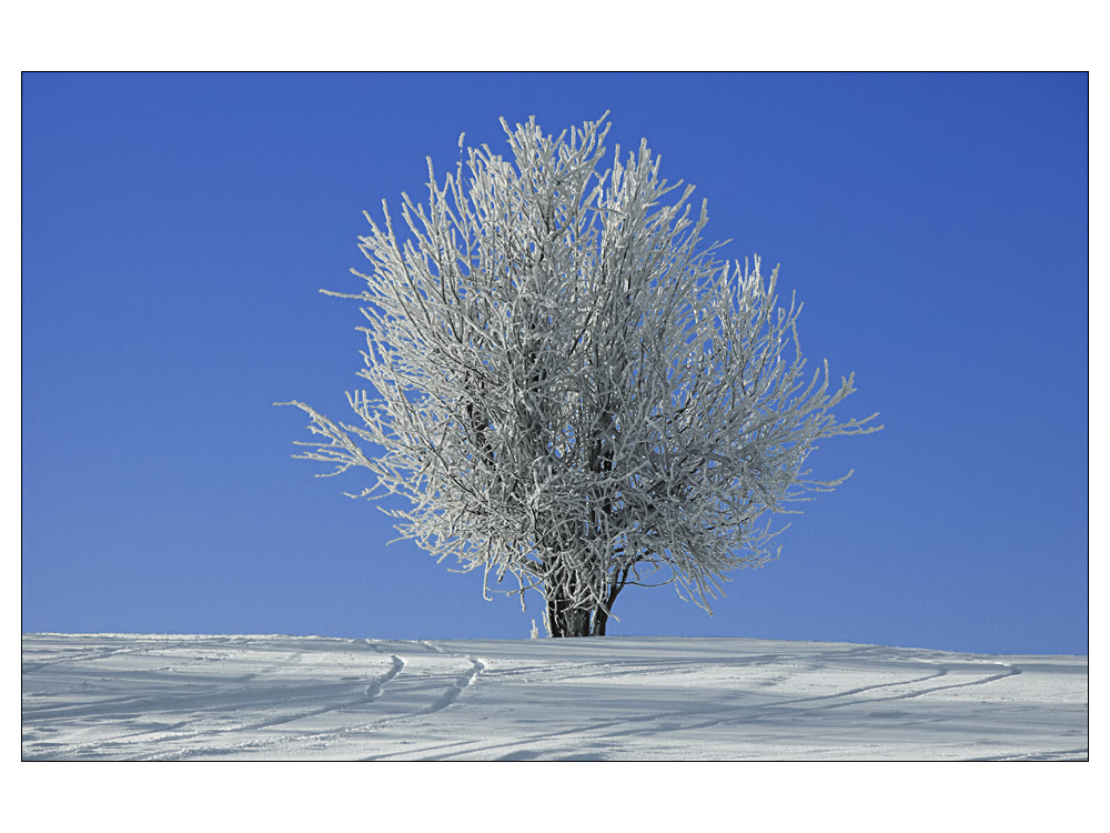 Traumzauberbaum