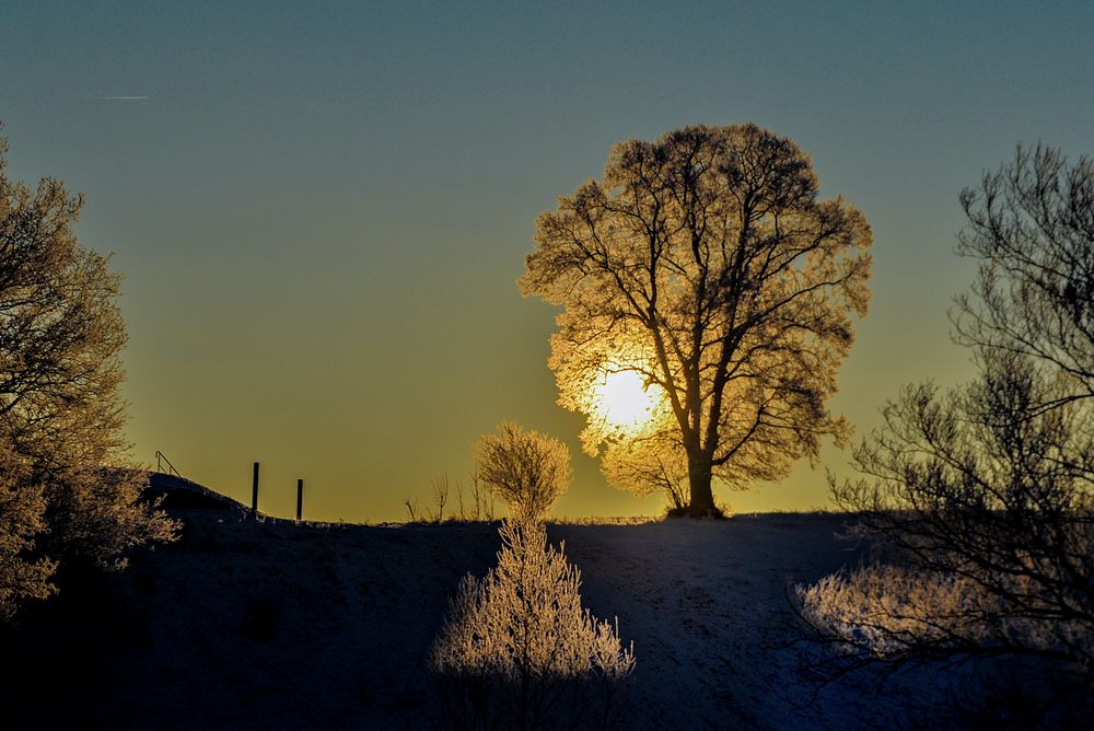 Traumzauberbaum II