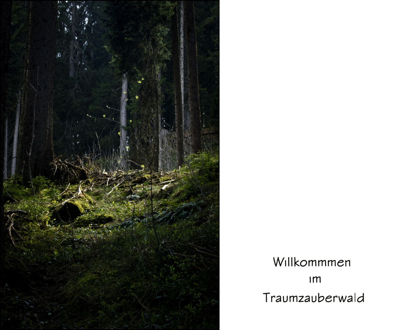 Traumzauberwald