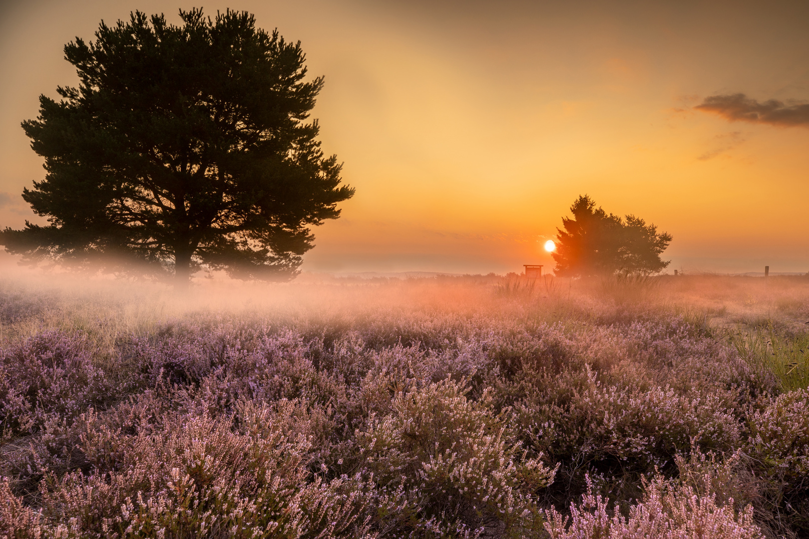 Traumzeit in der Mehlinger Heide...