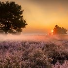 Traumzeit in der Mehlinger Heide...