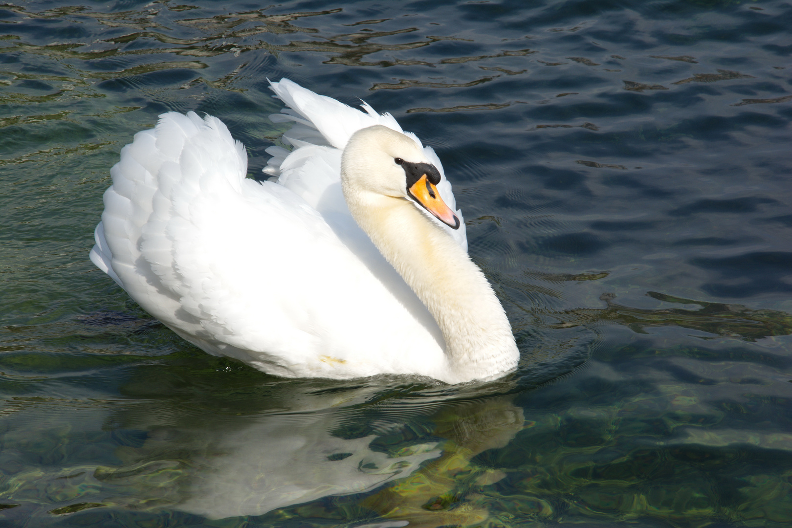 Traunseeschwan dreht seine Frühlingsrunde...