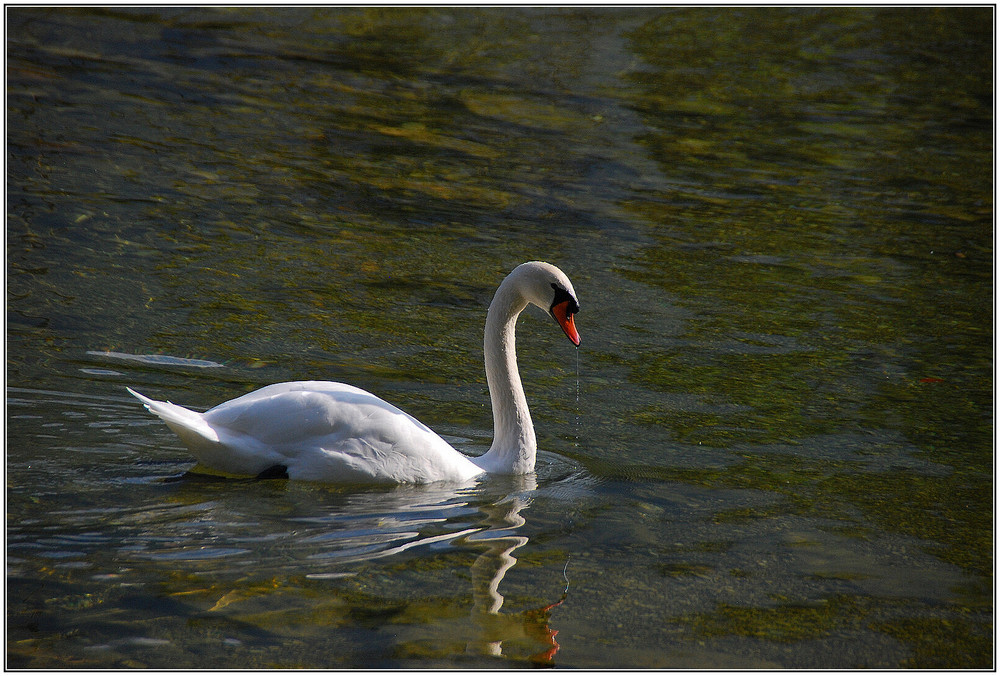 Traunseeschwan....