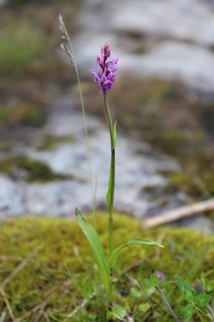 Traunsteiners Knabenkraut (Dactylorhiza traunsteineri)...