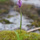 Traunsteiners Knabenkraut (Dactylorhiza traunsteineri)...