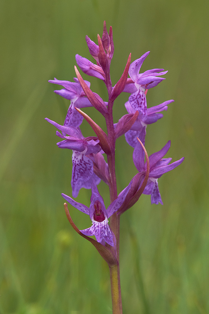 Traunsteiners Knabenkraut (Dactylorhiza traunsteineri) Blütenstand