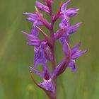 Traunsteiners Knabenkraut (Dactylorhiza traunsteineri) Blütenstand