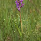 Traunsteiners Knabenkraut (Dactylorhiza traunsteineri)