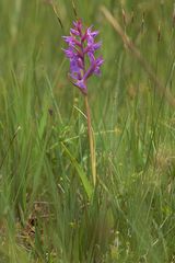 Traunsteiners Knabenkraut (Dactylorhiza traunsteineri)