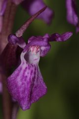 Traunsteiner's Knabenkraut (Dactylorhiza traunsteineri), mein allererstes!