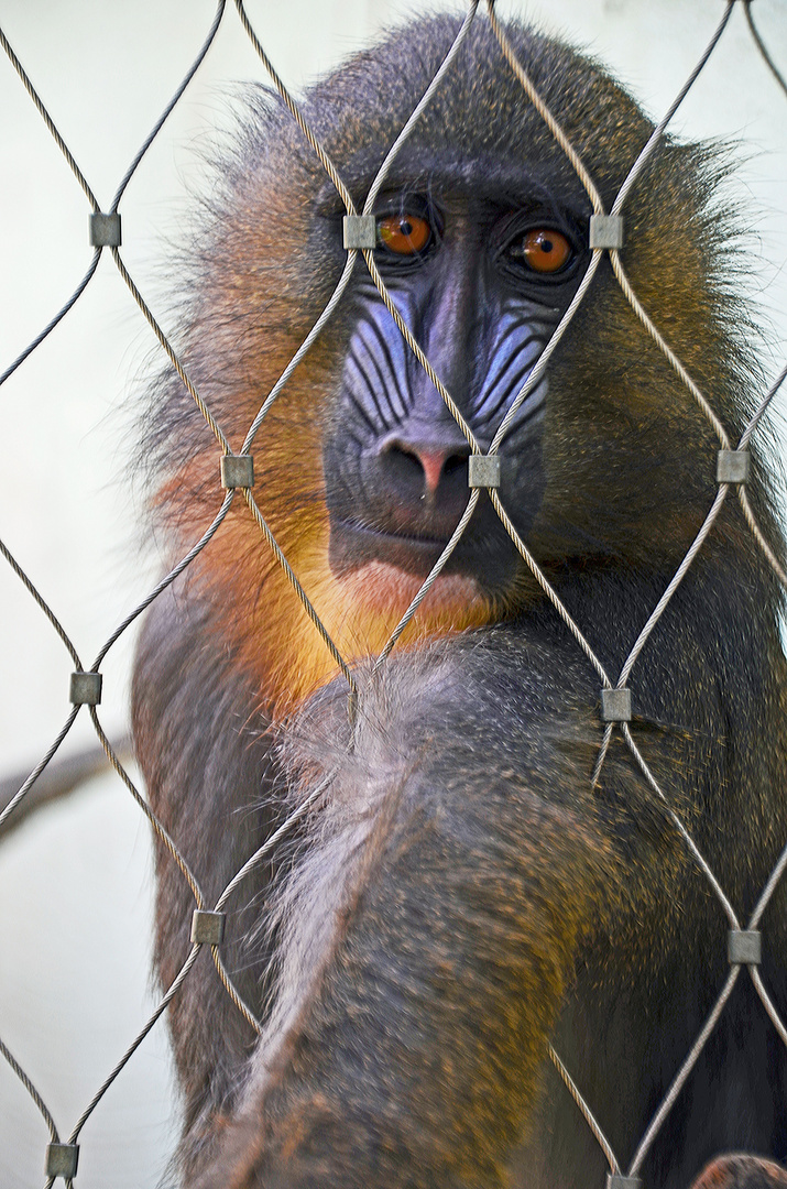 Traurig hinter Gittern