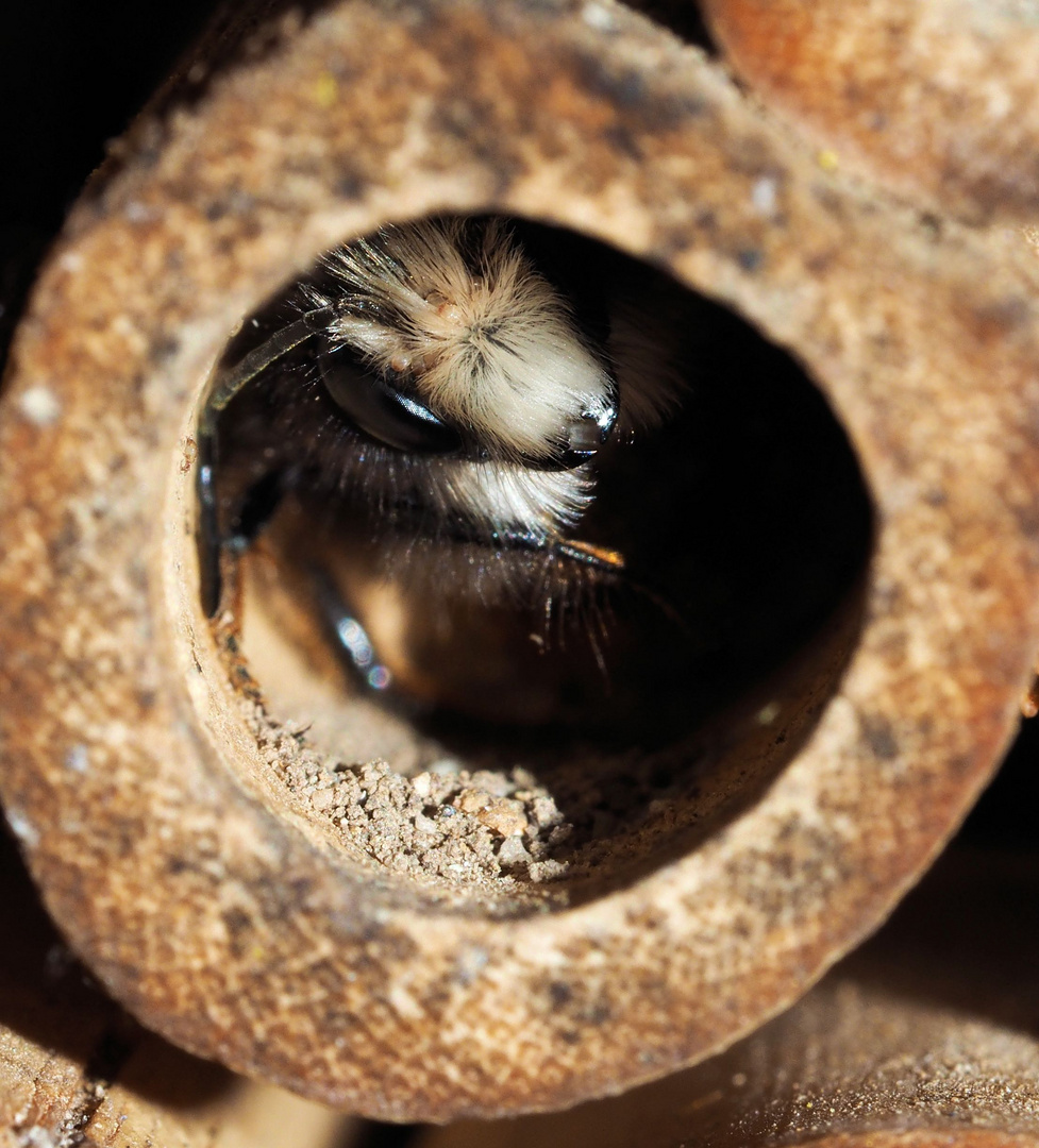 Traurige Bienenmänner....