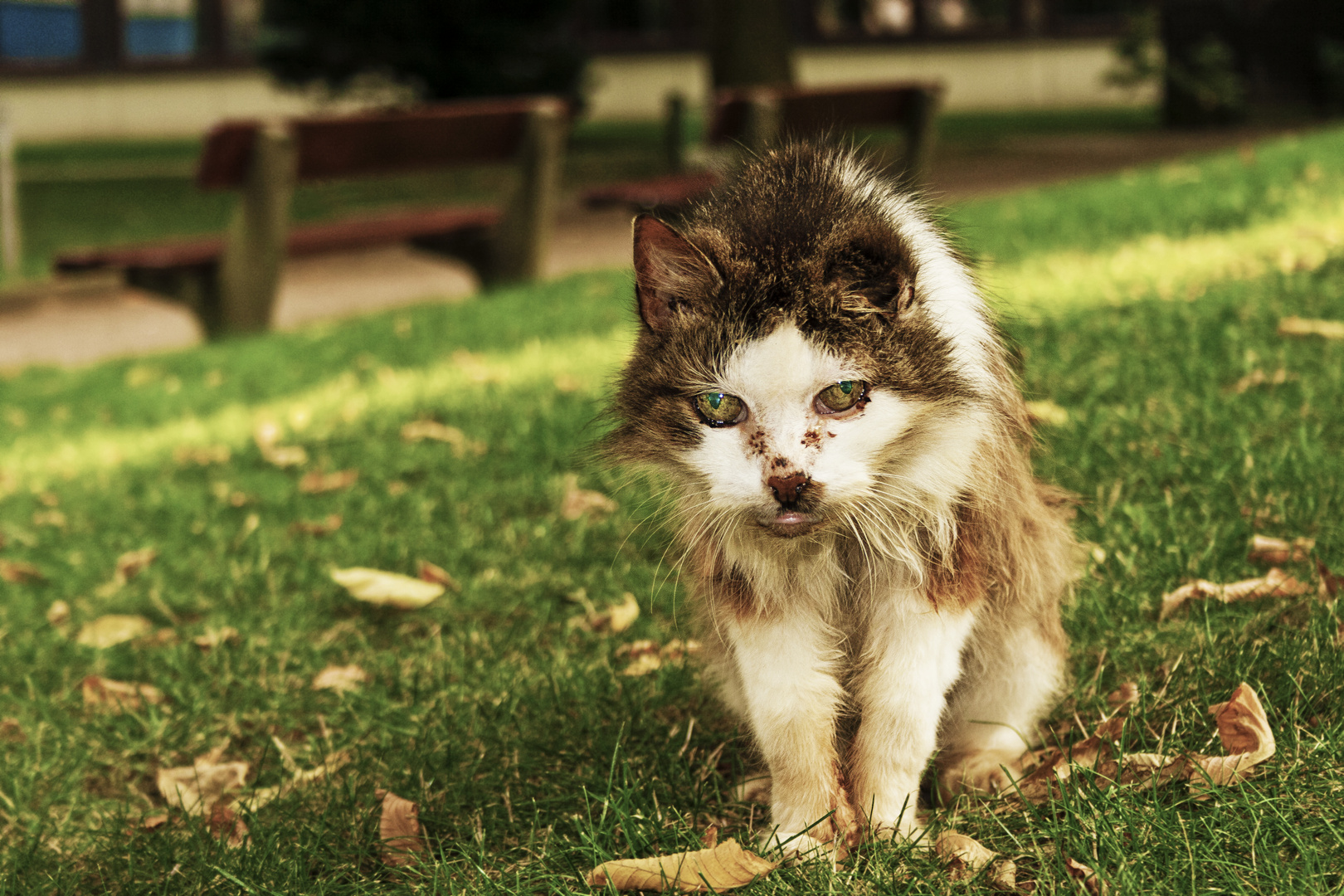 traurige Charakterkatze