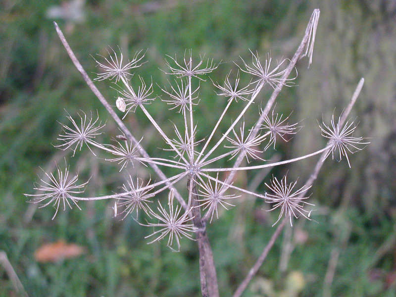 traurige Herbstblume