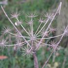 traurige Herbstblume