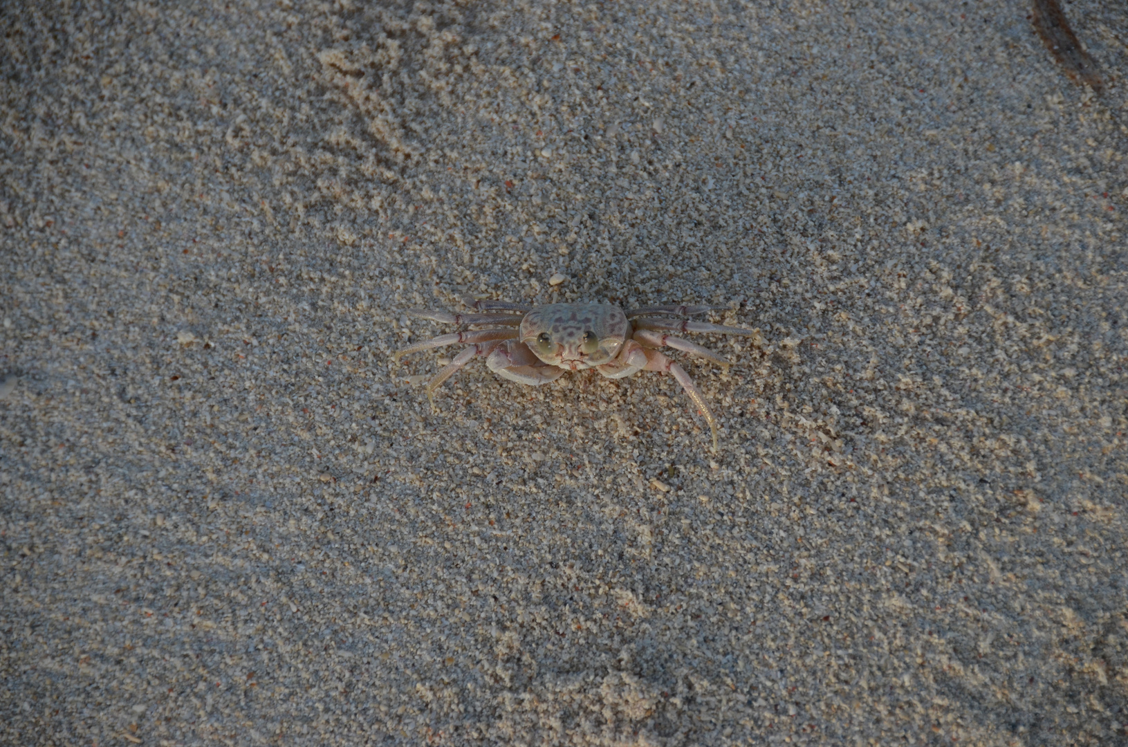Traurige Krabbe