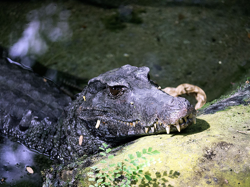 Traurige Krokodile