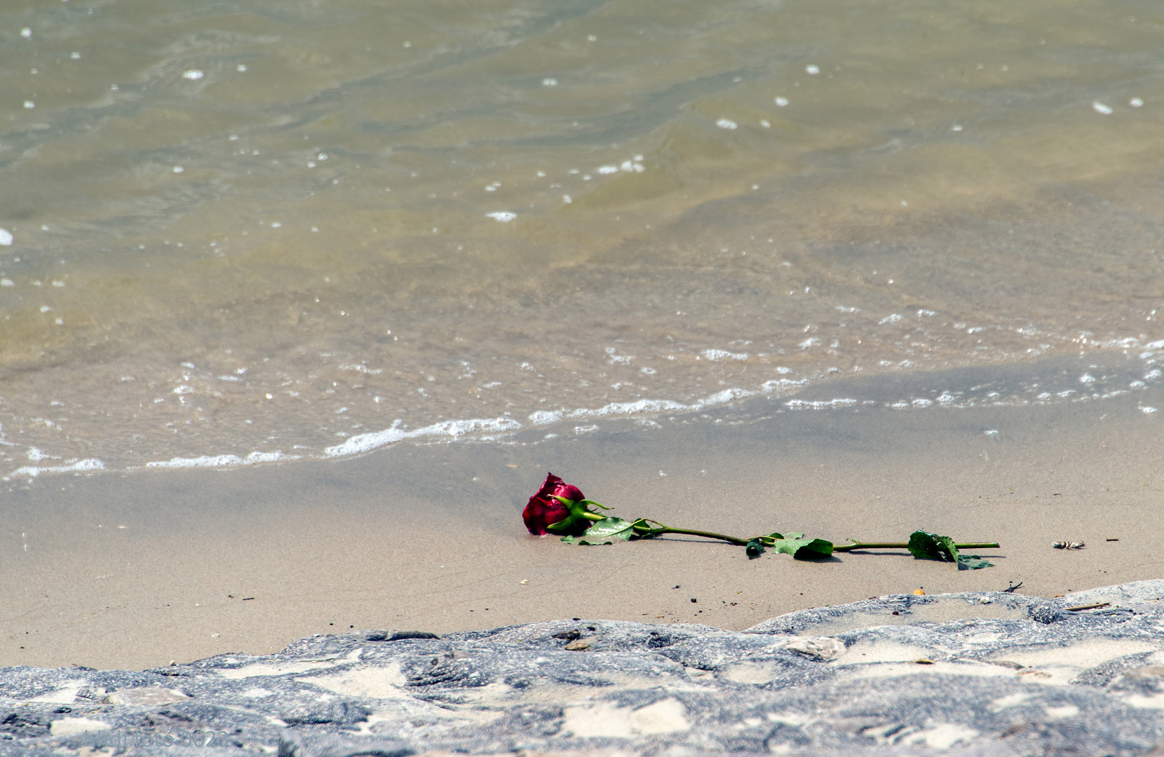 traurige Rose am Wassersaum